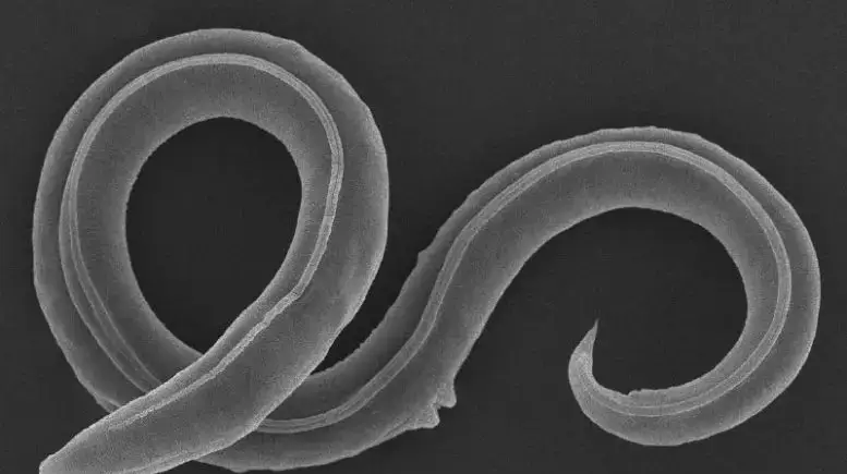 Panagrolaimus kolymaensis