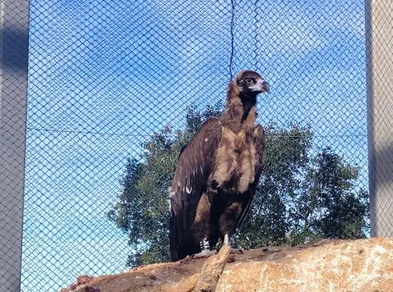 Abutre-negro devolvido à natureza em Freixo de Espada à Cinta