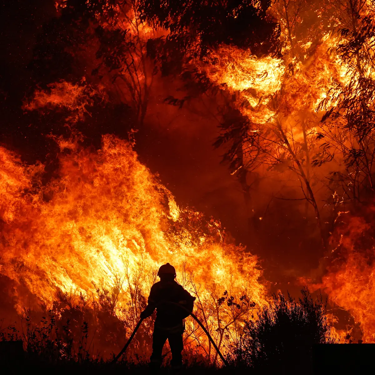 Queima de incêndio à noite, fogo na floresta, Vetor Grátis em 2023