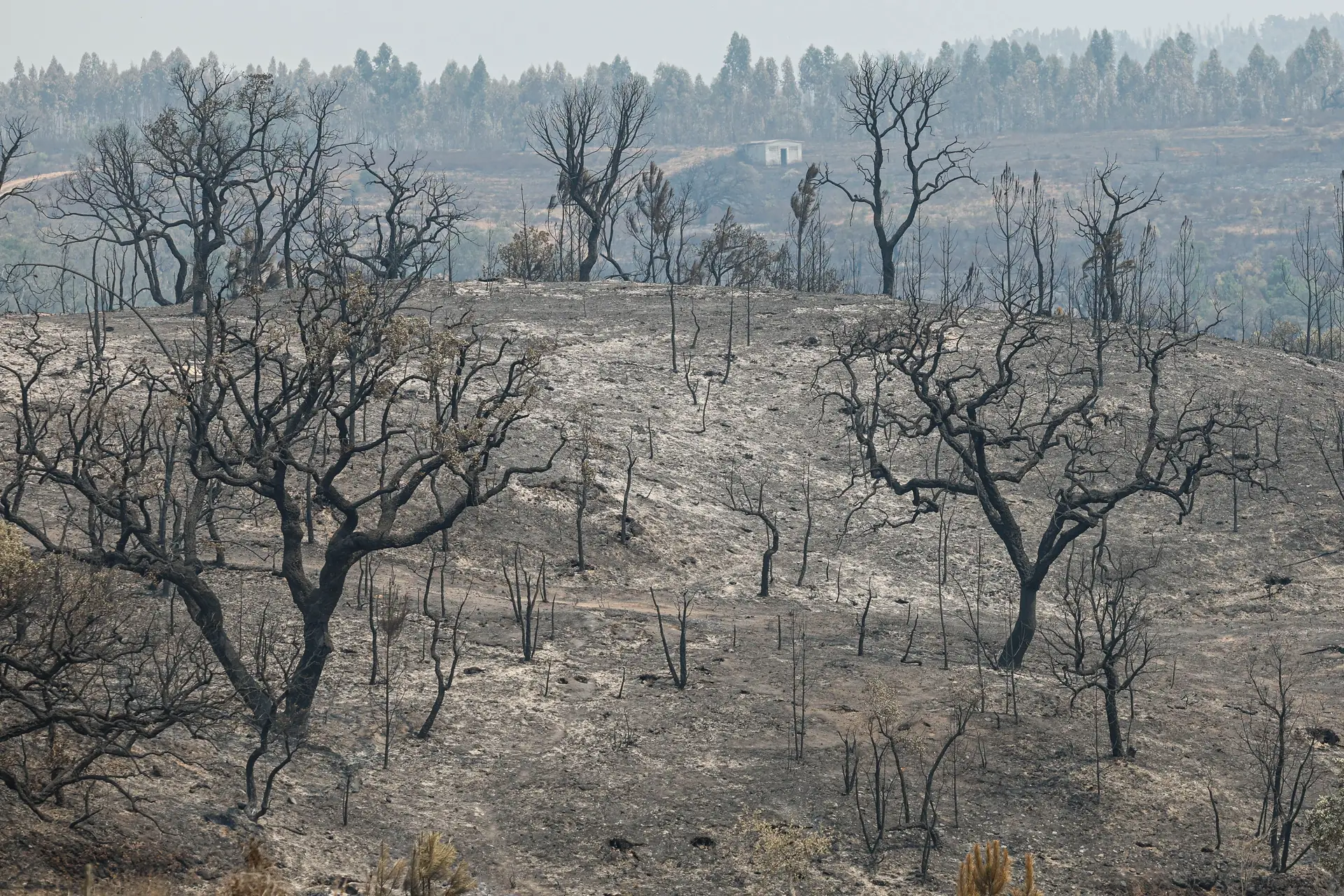 Incêndio em Odemira causou prejuízos de 15 milhões de euros