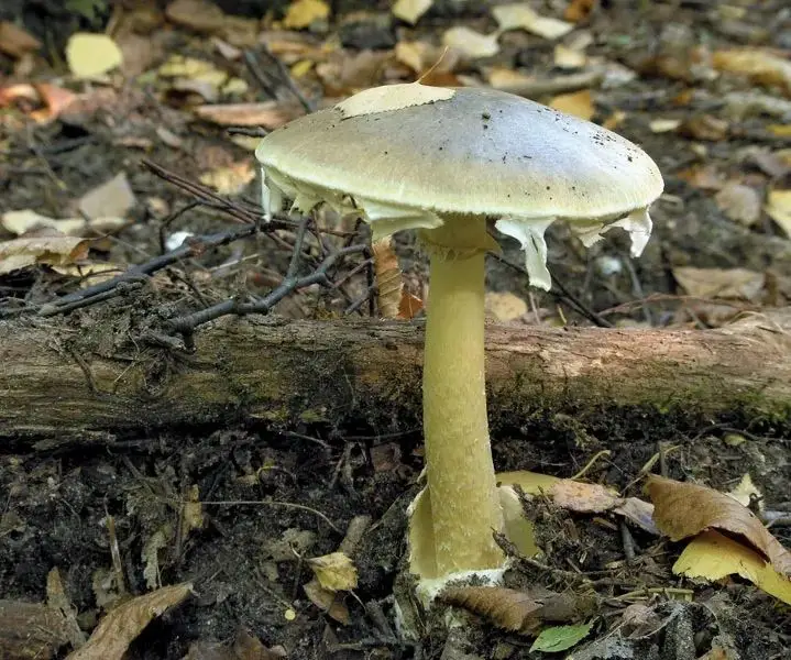 Amanita phalloides