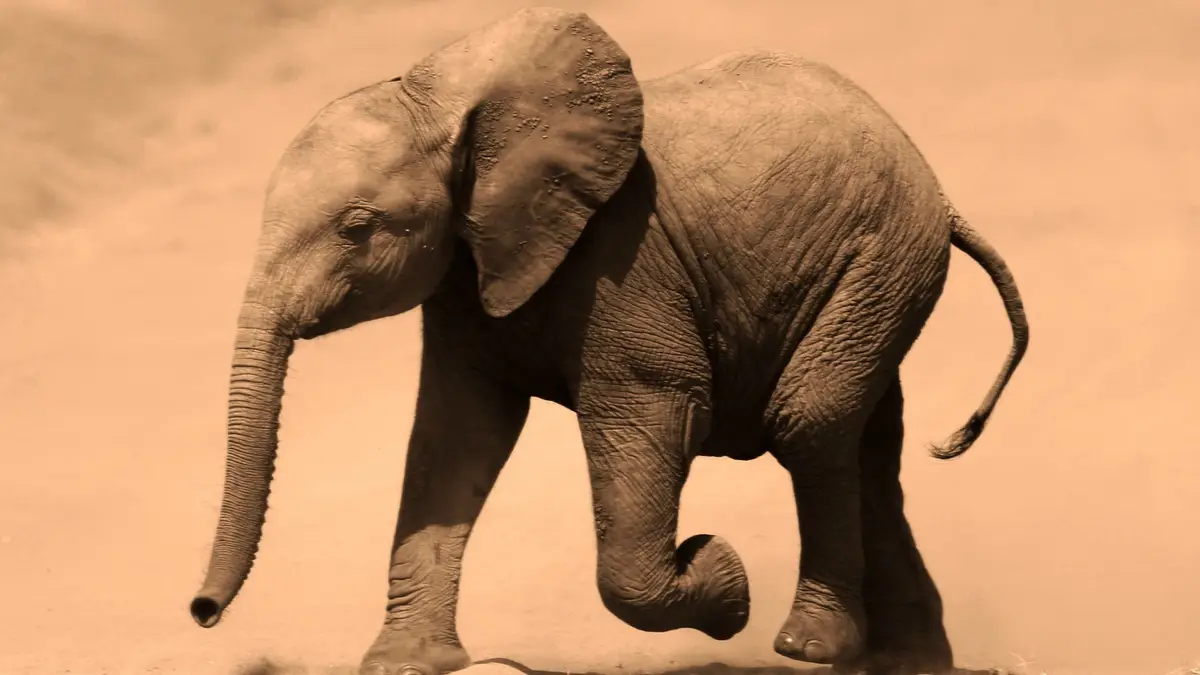 Elefante bebé