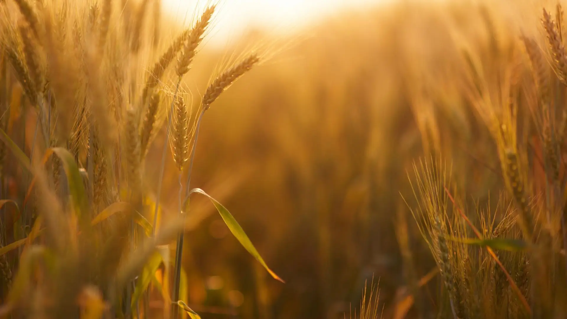 "Dos piores anos de sempre" para a produção de cereais no Baixo Alentejo