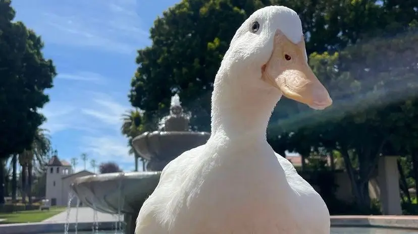 O pato Wrinkle