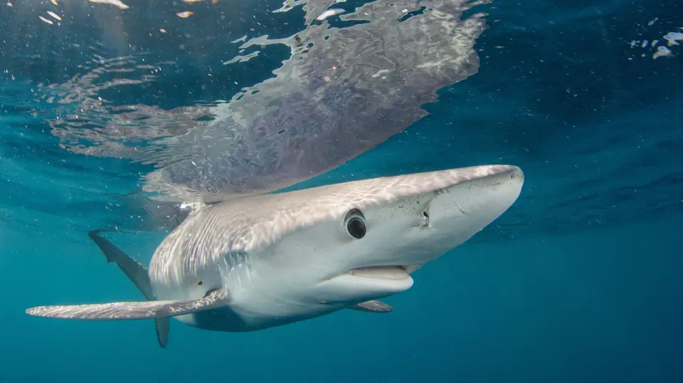 Tubarão azul em alto-mar