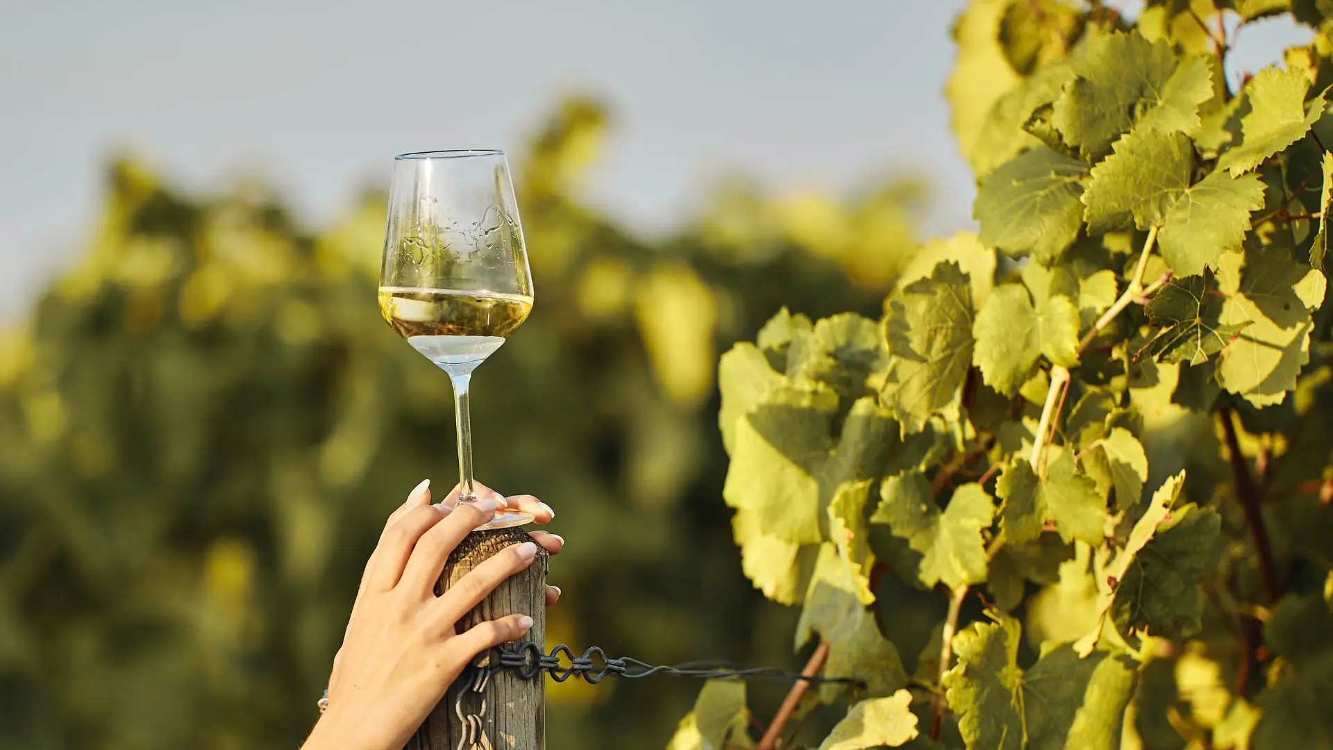 Principal alvo de buscas da PJ lamenta "impacto fortíssimo" na imagem da marca Vinho Verde