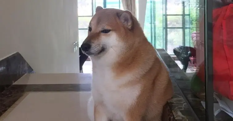 Adeus Cheems Balltze. Morreu o cão que se tornou um meme viral