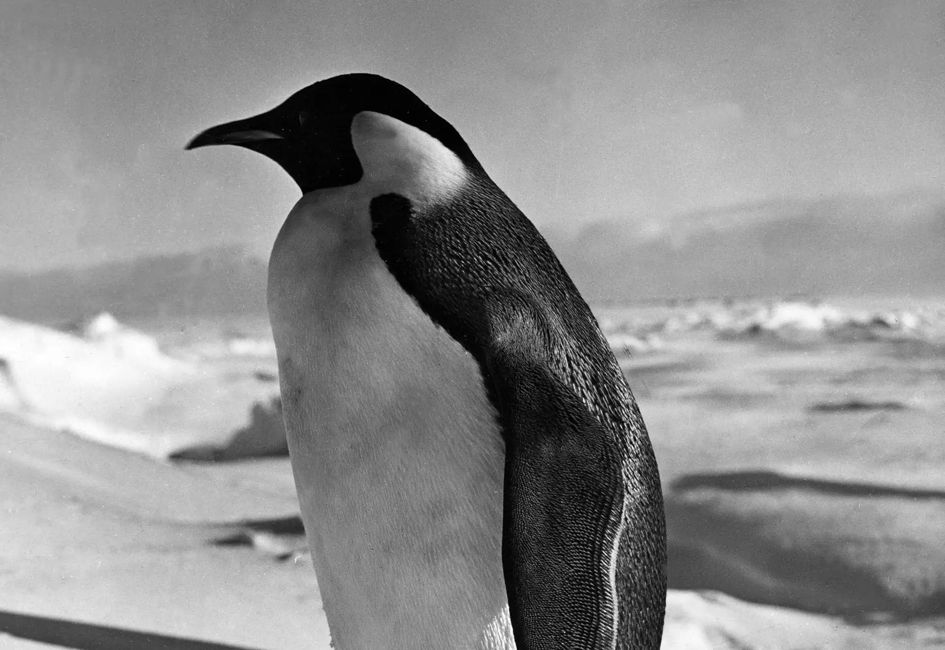 Degelo marinho está a matar crias de pinguins-imperadores na Antártida