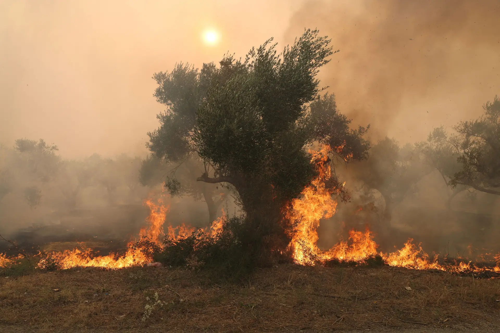 Incêndios na Grécia: chamas perdem força perto de Atenas mas continuam fora de controlo no nordeste