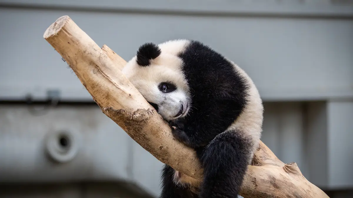 Sheng Yi, panda que foi criado em cativeiro na Malásia