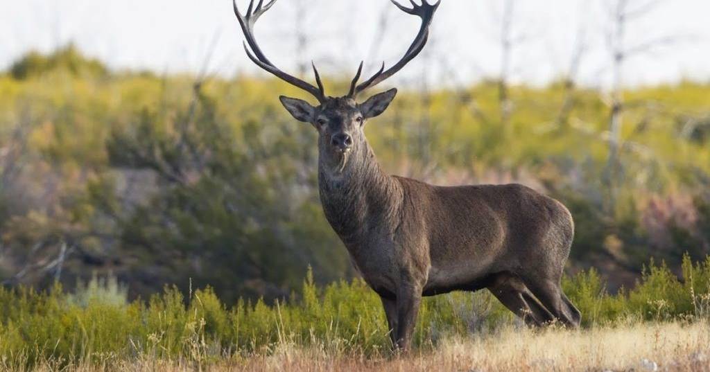 Deer destroy more than 100 chestnut trees in village in Bragança
