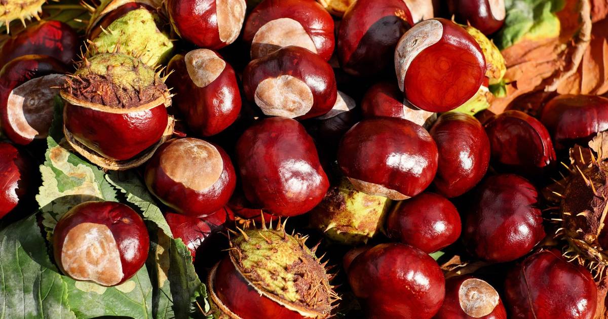 Castanha judia pode ser mais pequena este ano, mas sabor compensa