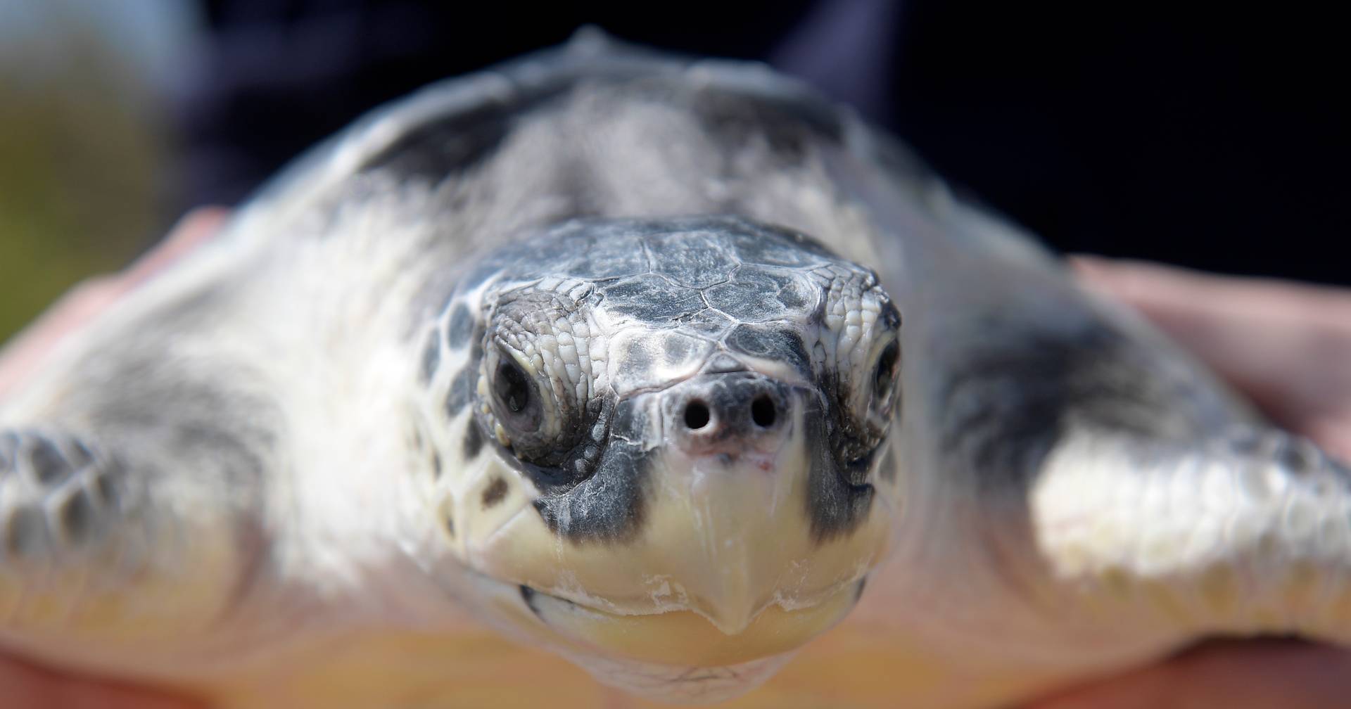 Una rara tortuga sobrevive a las corrientes oceánicas que la llevan desde Estados Unidos a Gales