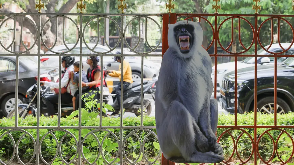 Autoridades indianas usam imagens em tamanho real de langores para afugentar macacos
