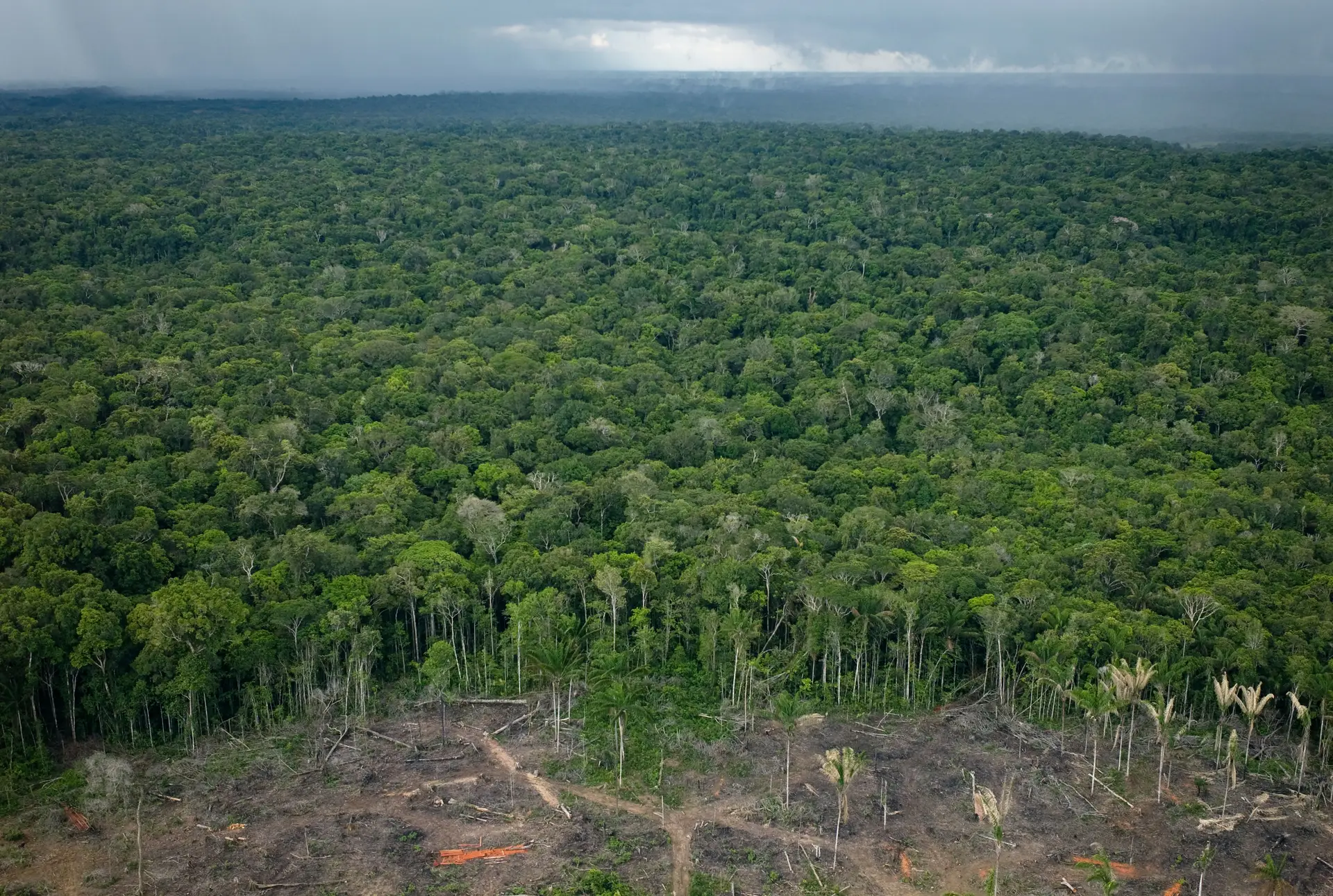 Desflorestação da Amazónia brasileira caiu 66% em agosto