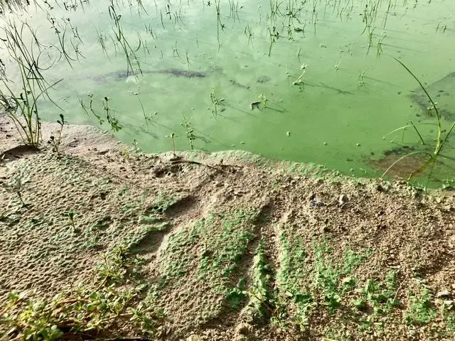 "Crescimento rápido de algas é frequente no Tejo", explica a APA