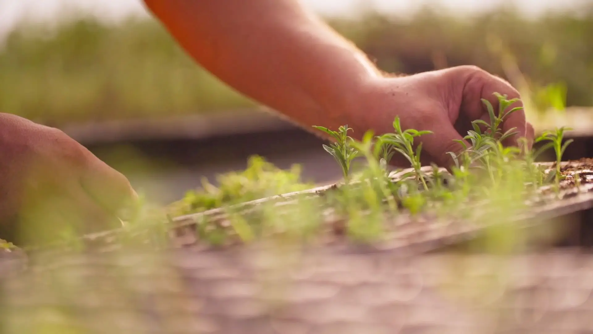 Plantas e flores de Portugal