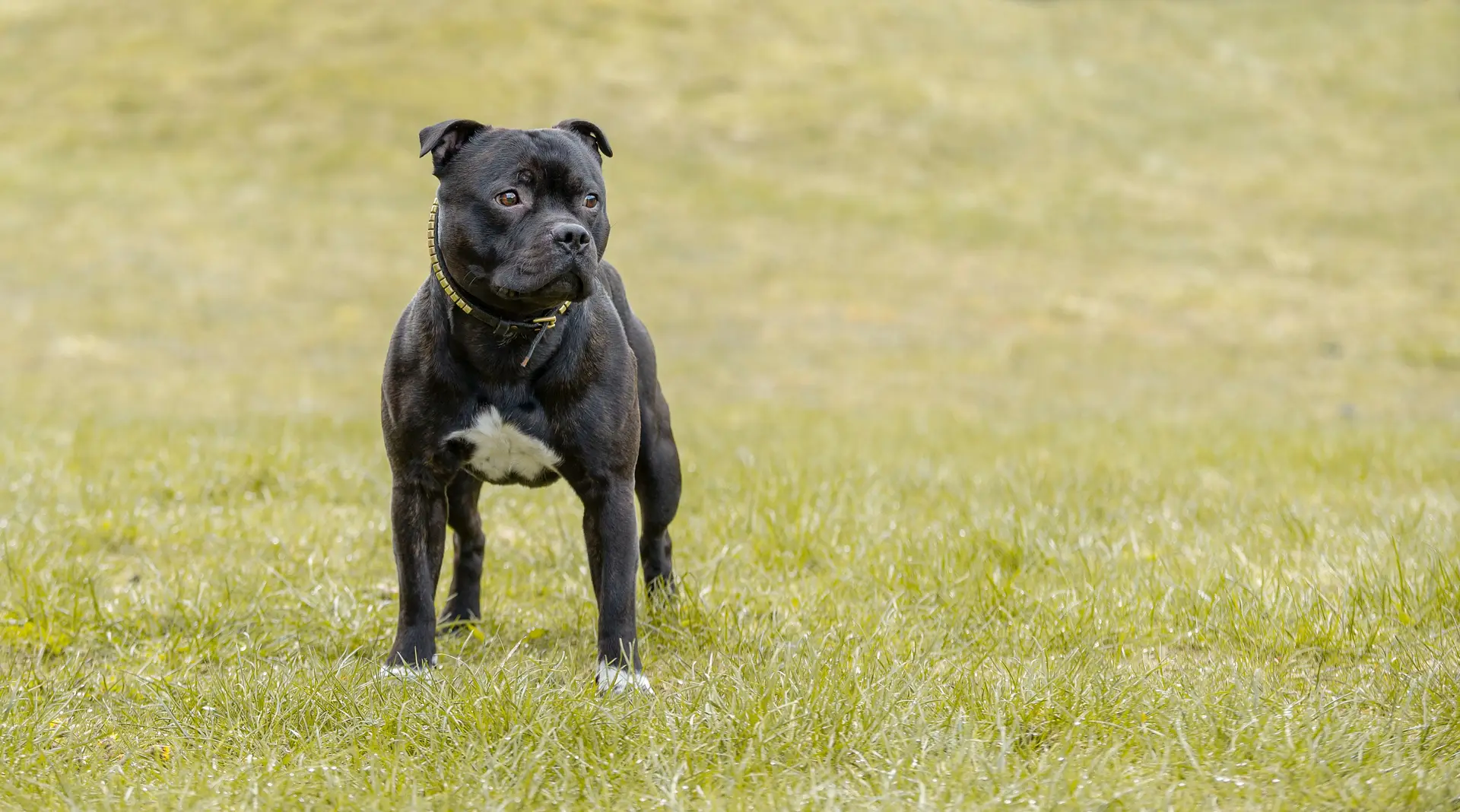 10 curiosidades incríveis sobre os cães da raça fila brasileiro