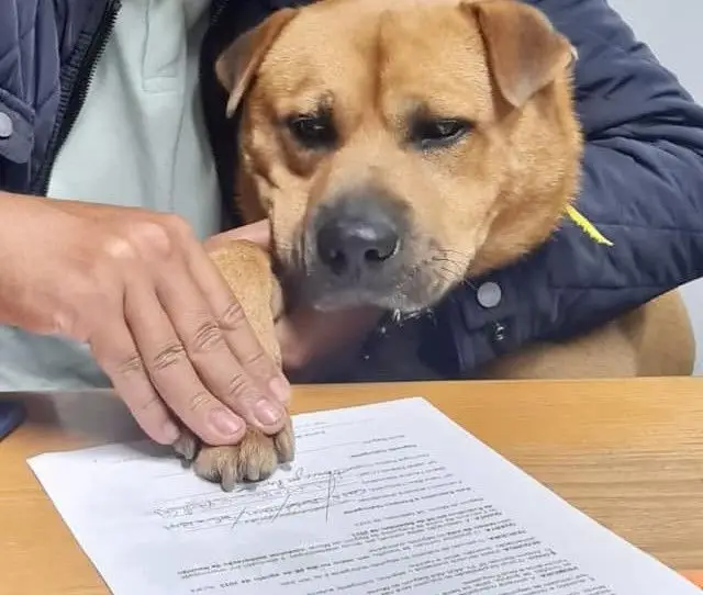 Freguesia em Gondomar assina contrato de trabalho com cão que adotou