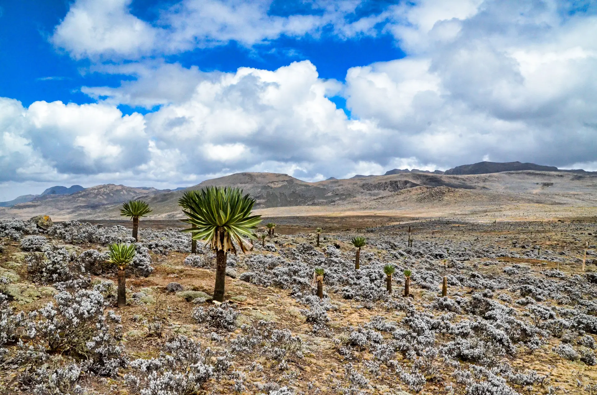 Montanhas de Bale