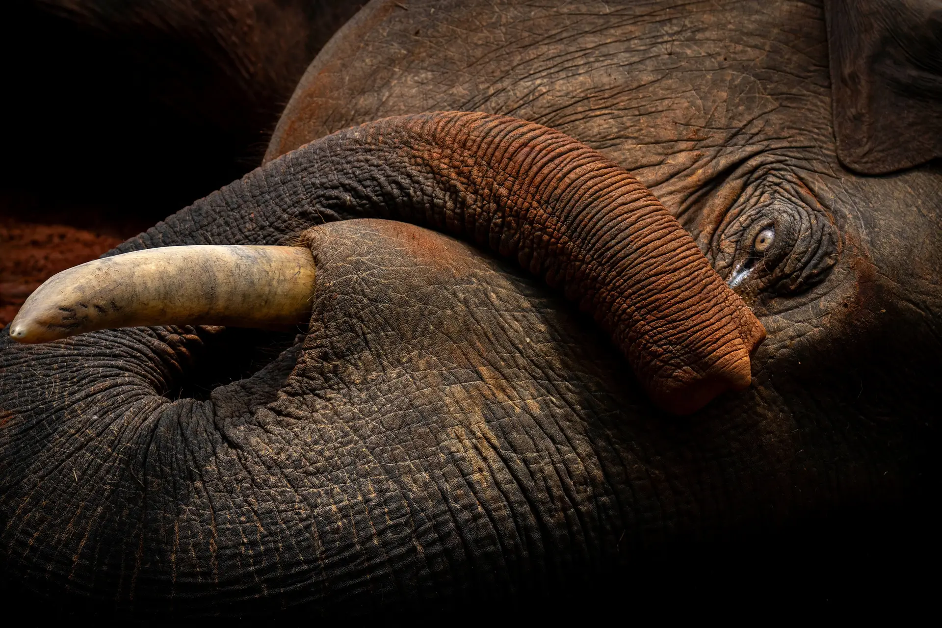 Manada de elefantes mata uma pessoa e cria pânico no centro de Moçambique