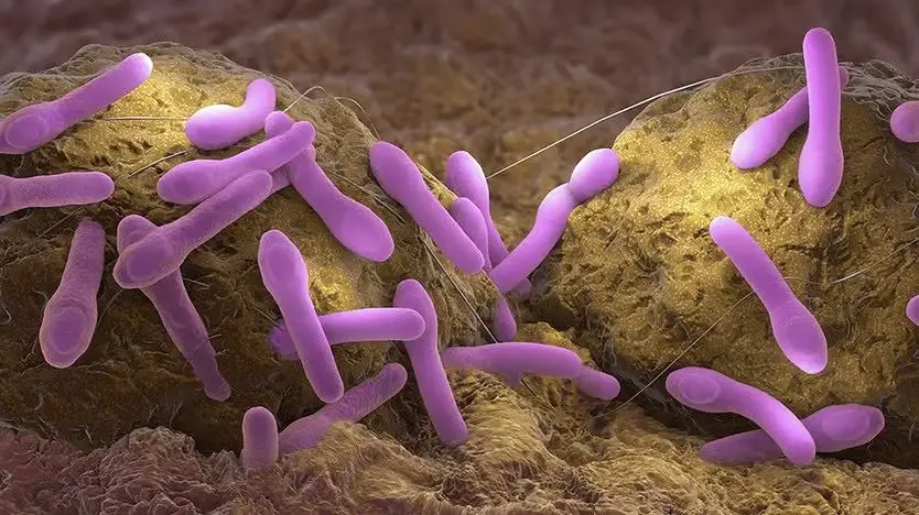 Clostridium botulinum, bactéria causadora do botulismo