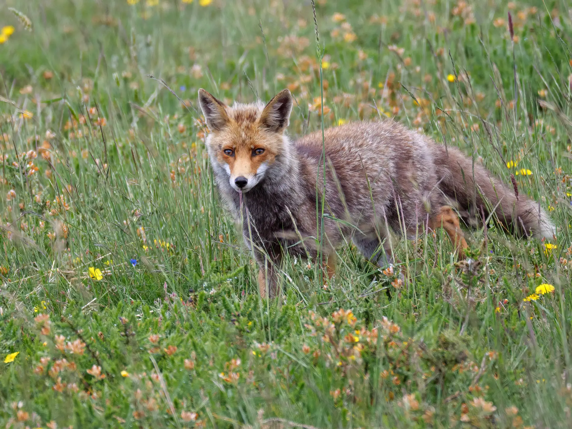 PAN denuncia morte por envenenamento de centenas de animais em Albufeira e Silves