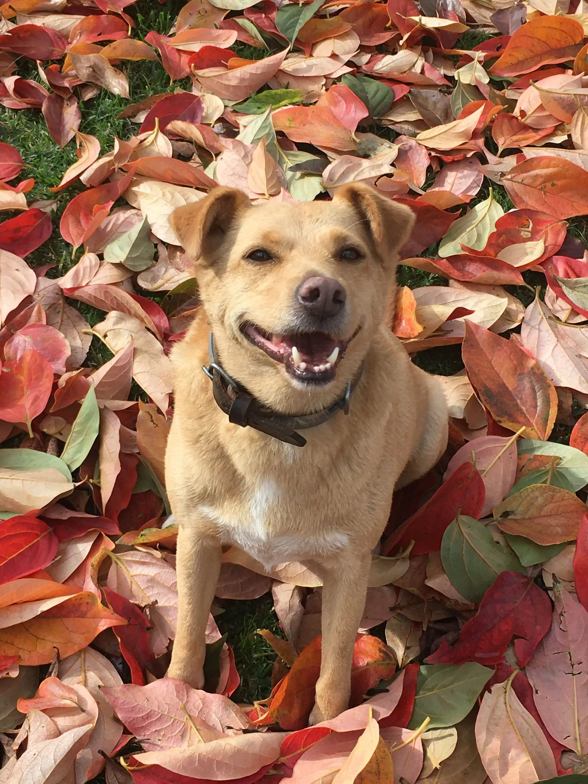 O cão que não era para mim