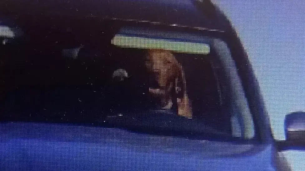 Cão ao volante: momento insólito registado na Eslováquia