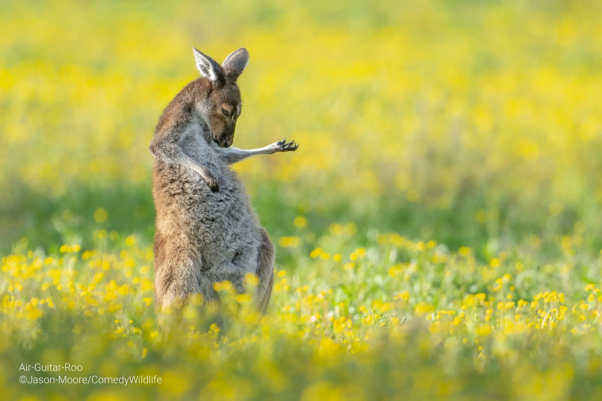 O vencedor "Air-Guitar-Roo" de Jason Moore