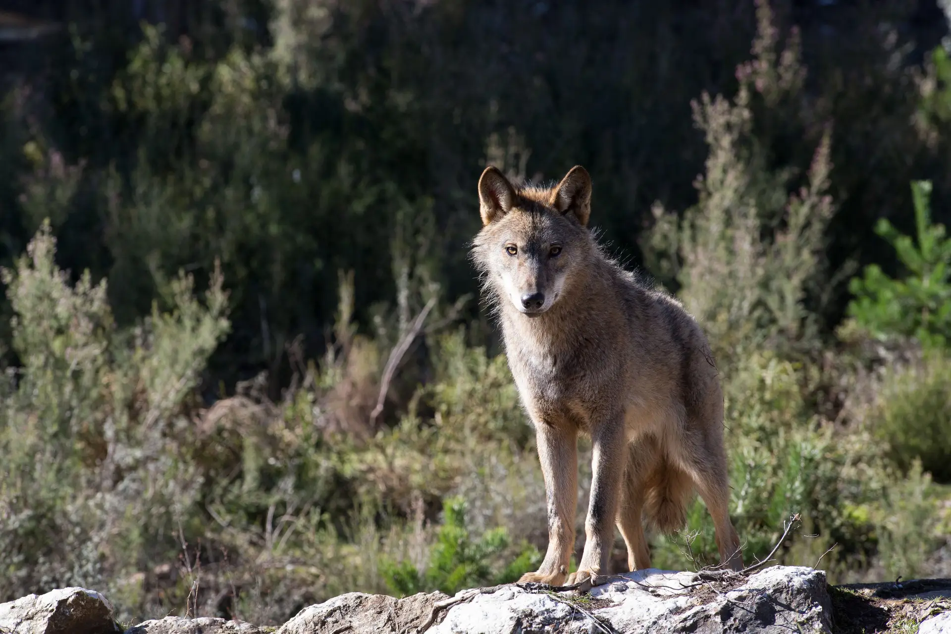 "Eu vi um lobo": aplicação recolhe fotos para mapear e proteger a espécie