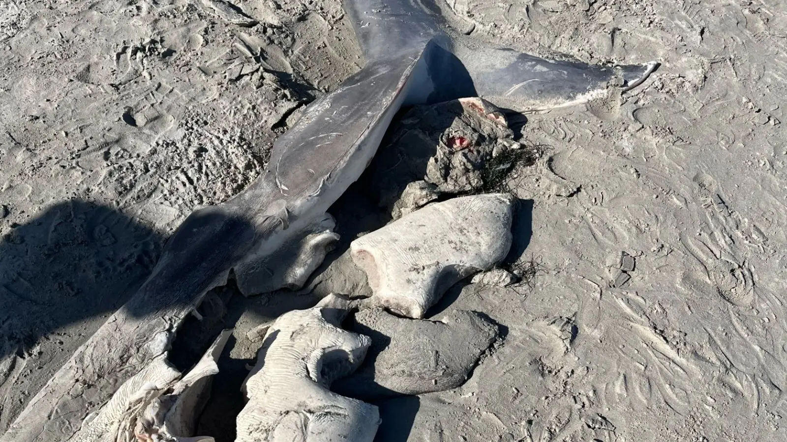 Tubarão-branco "meio comido" dá à costa numa praia australiana