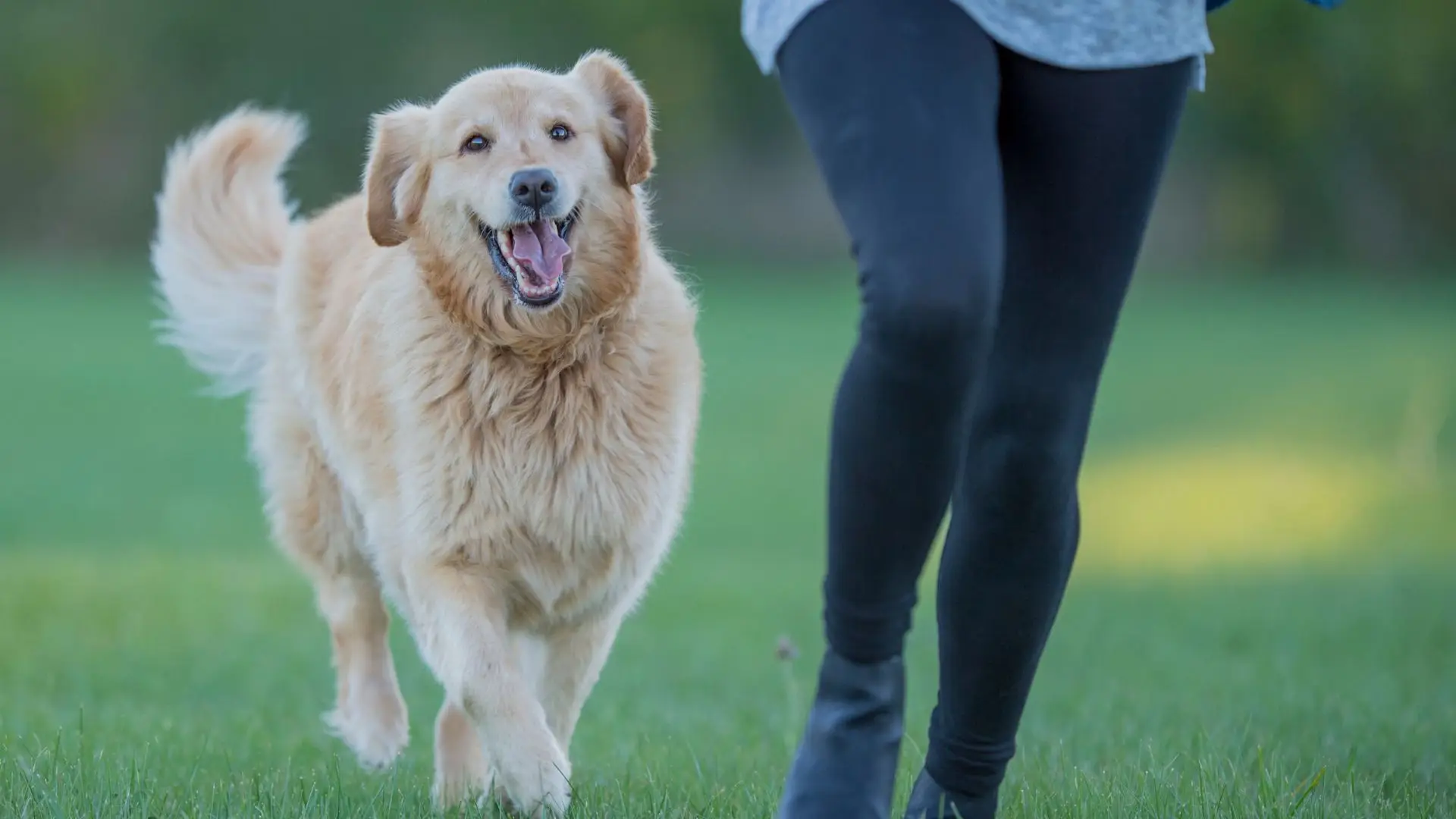 O que aprendi com o meu cão, para melhorar as organizações