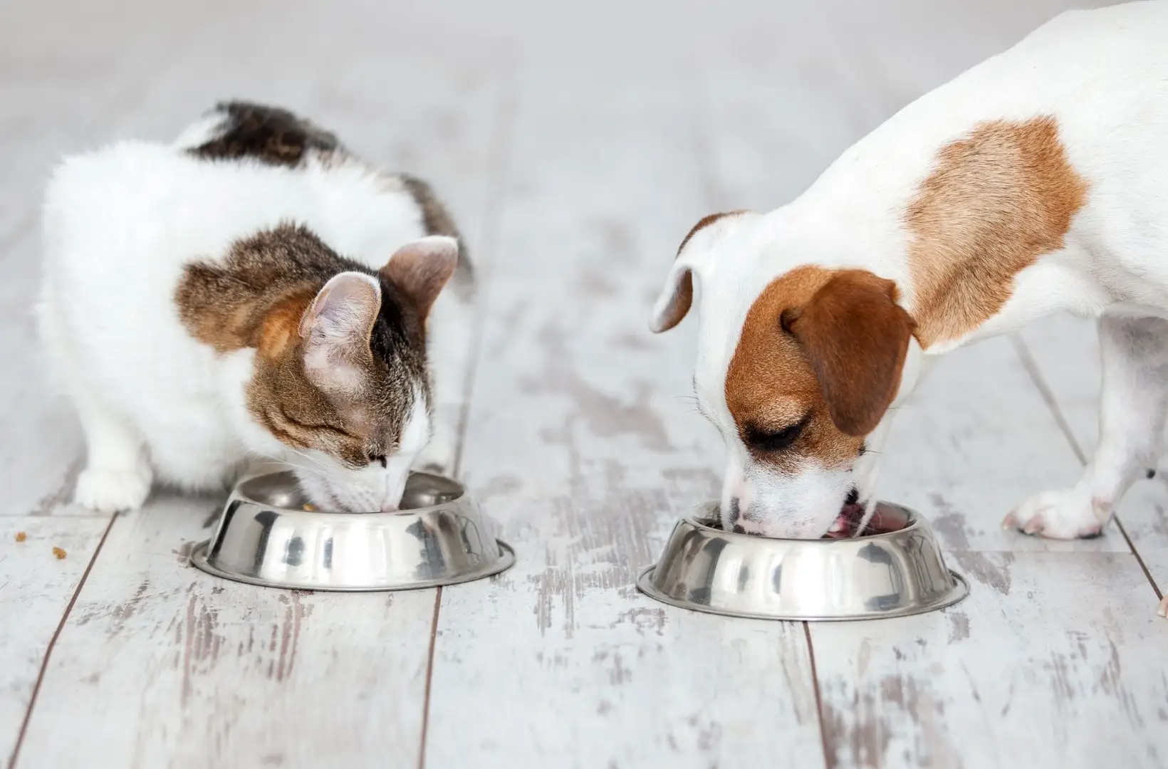 "Há pessoas que deixam de comer para alimentar o animal"