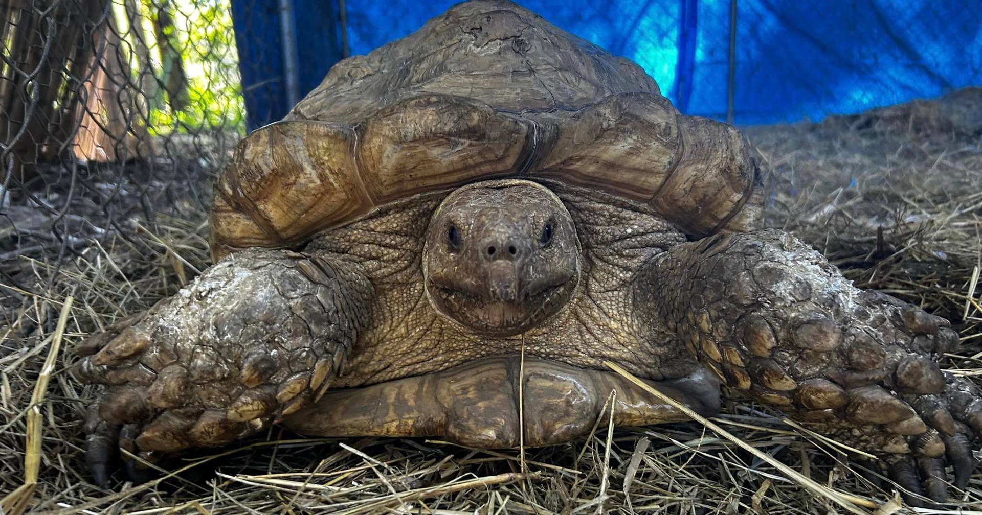 “Un final feliz”: tres años después, la tortuga encuentra a su dueño
