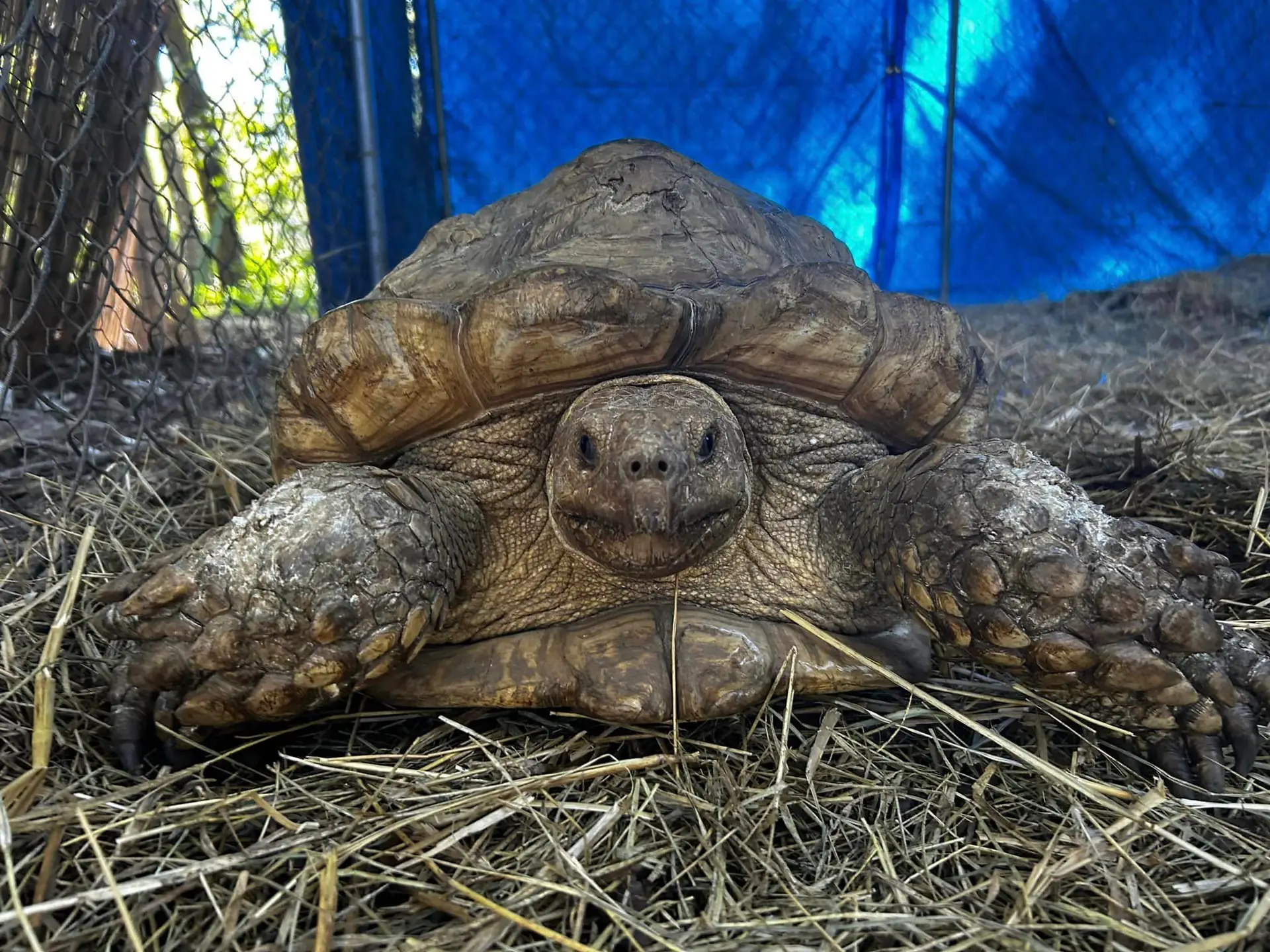 “Un final feliz”: tres años después, la tortuga encuentra a su dueño