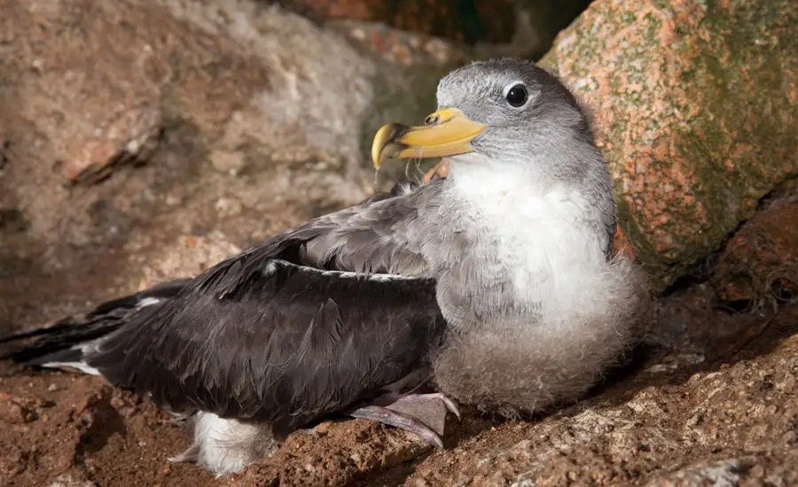 Cagarra também conhecida como Cagarro ou pardela-de-bico-amarelo