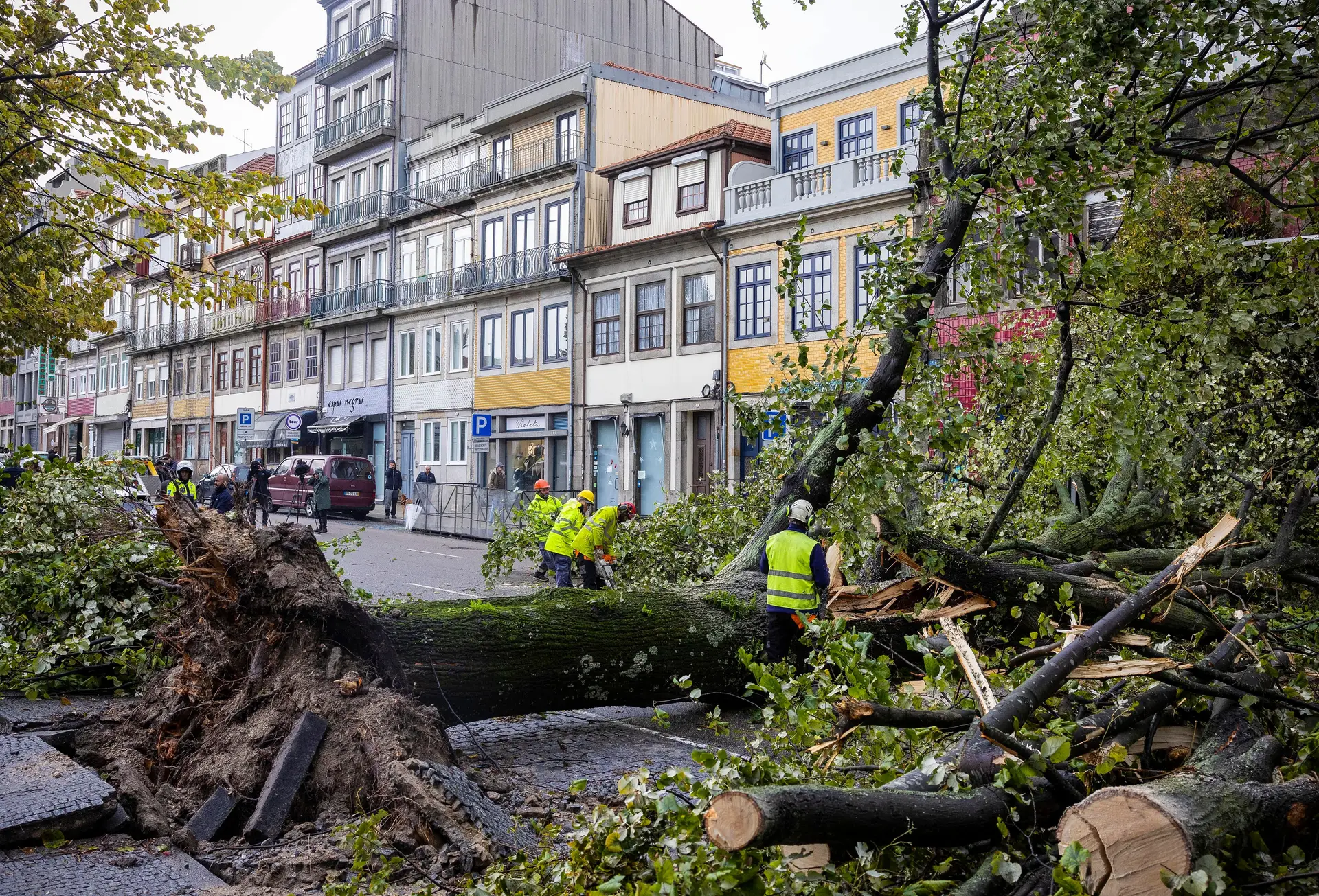 "Situação extrema": Porto fecha parques e pede que população evite zonas com árvores