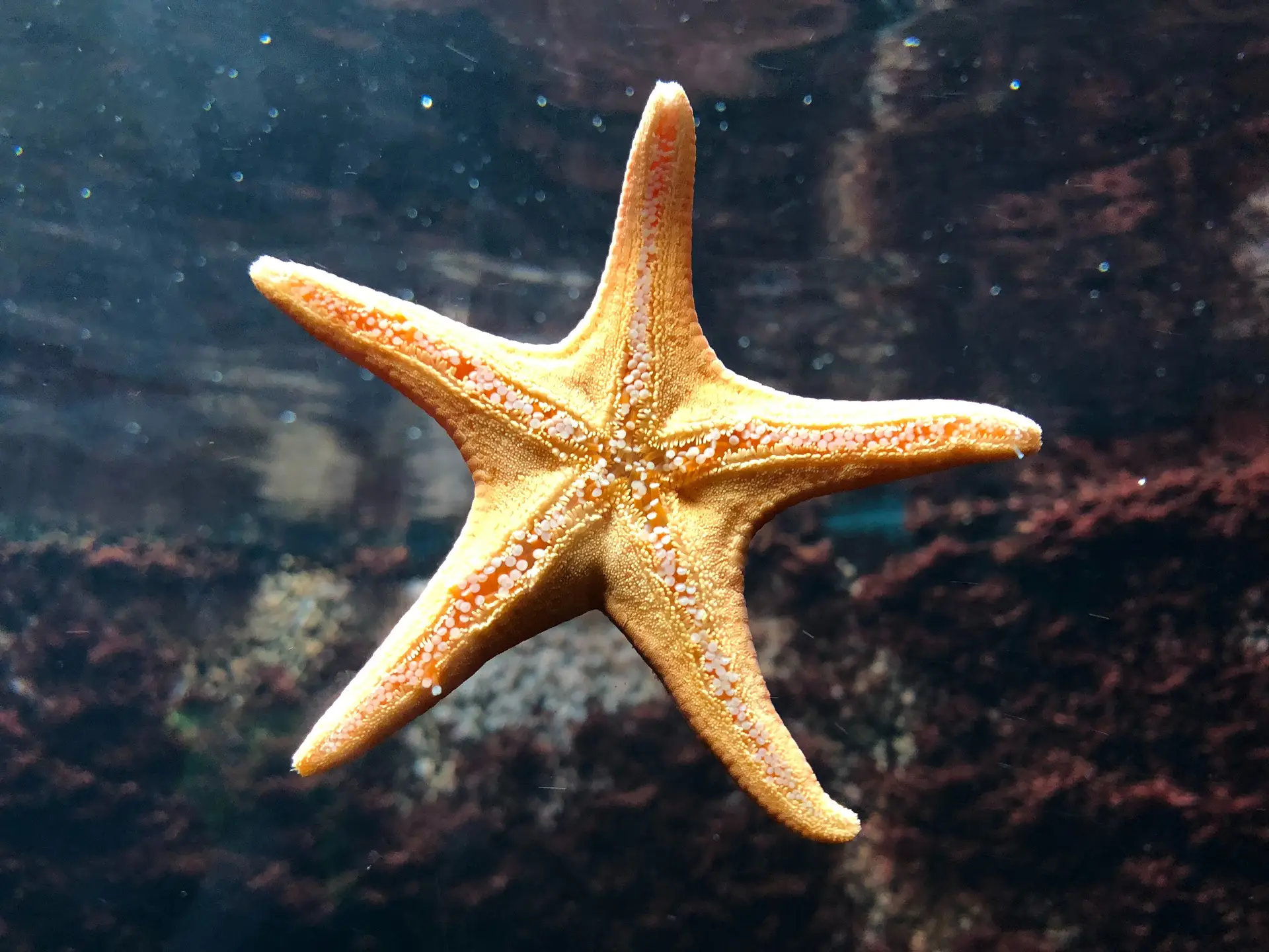 "Animal secret" Revealed: Where is the starfish's head?