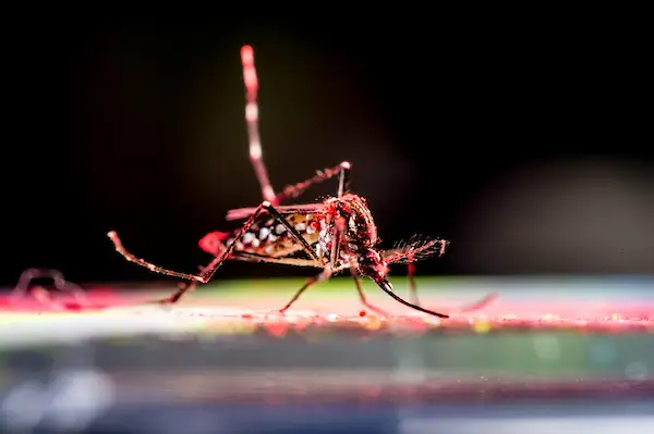 Mosquito Aedes aegypti que transmite o vírus da dengue