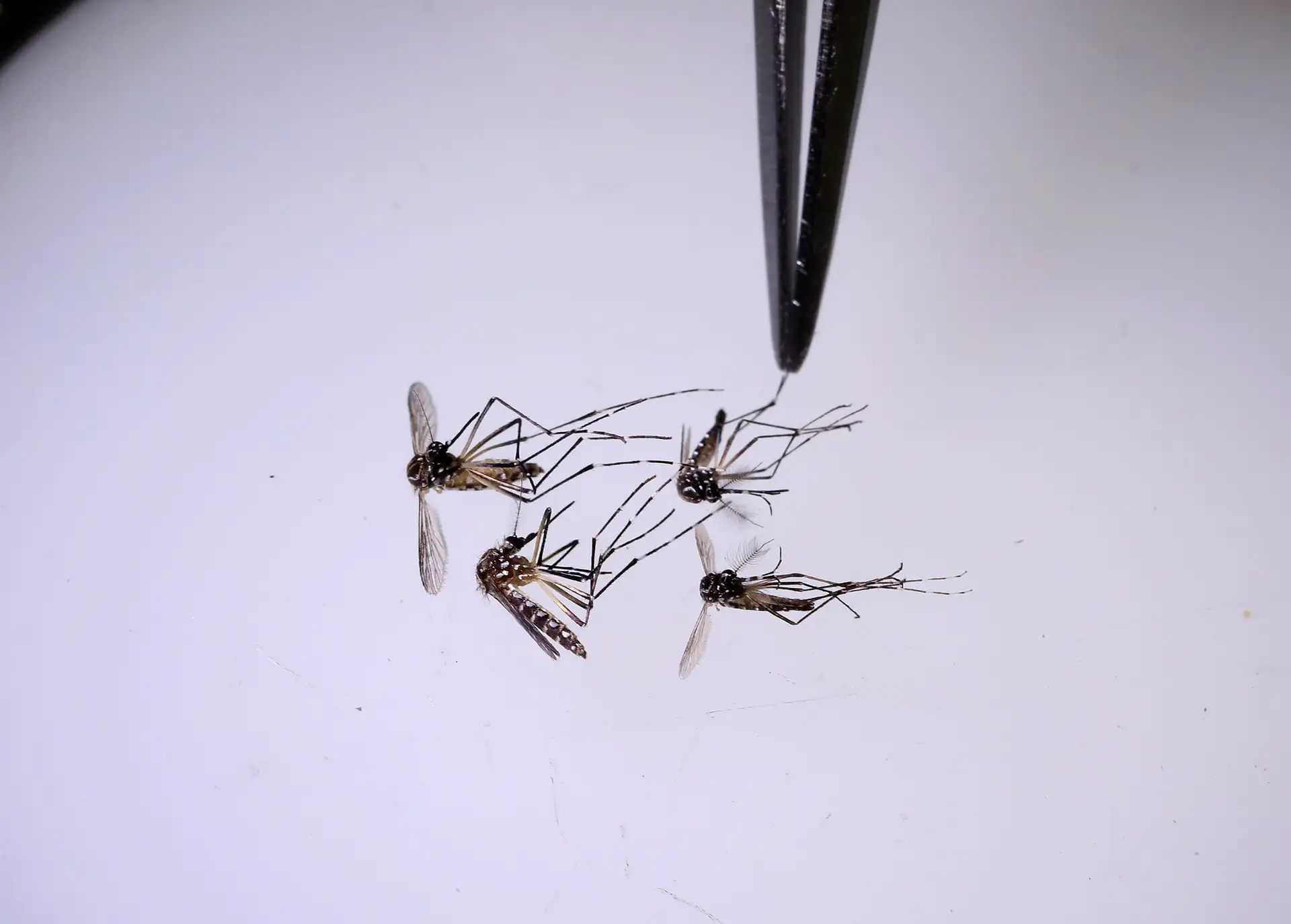 Cientista analisa mosquitos num laboratório do Programa Mundial contra Mosquitos em  Medellin, Colômbia, agosto de 2023.