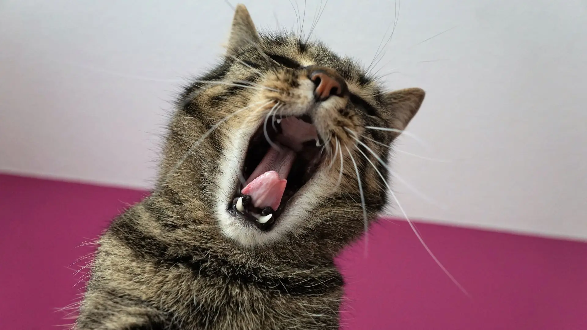 Os gatos têm mais de 270 expressões faciais (e há um responsável)