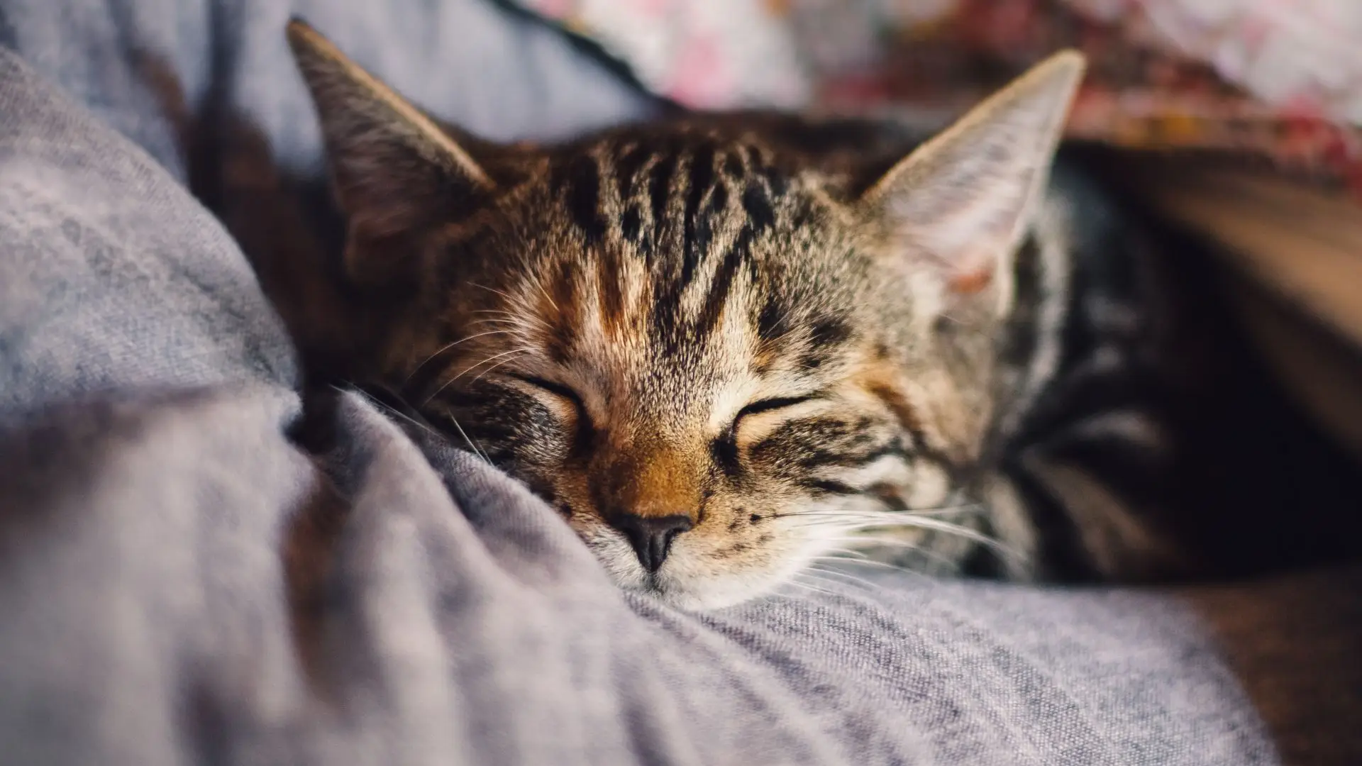 Capturar-Esterilizar-Devolver: programa ajudou quase 200 gatos em Belmonte