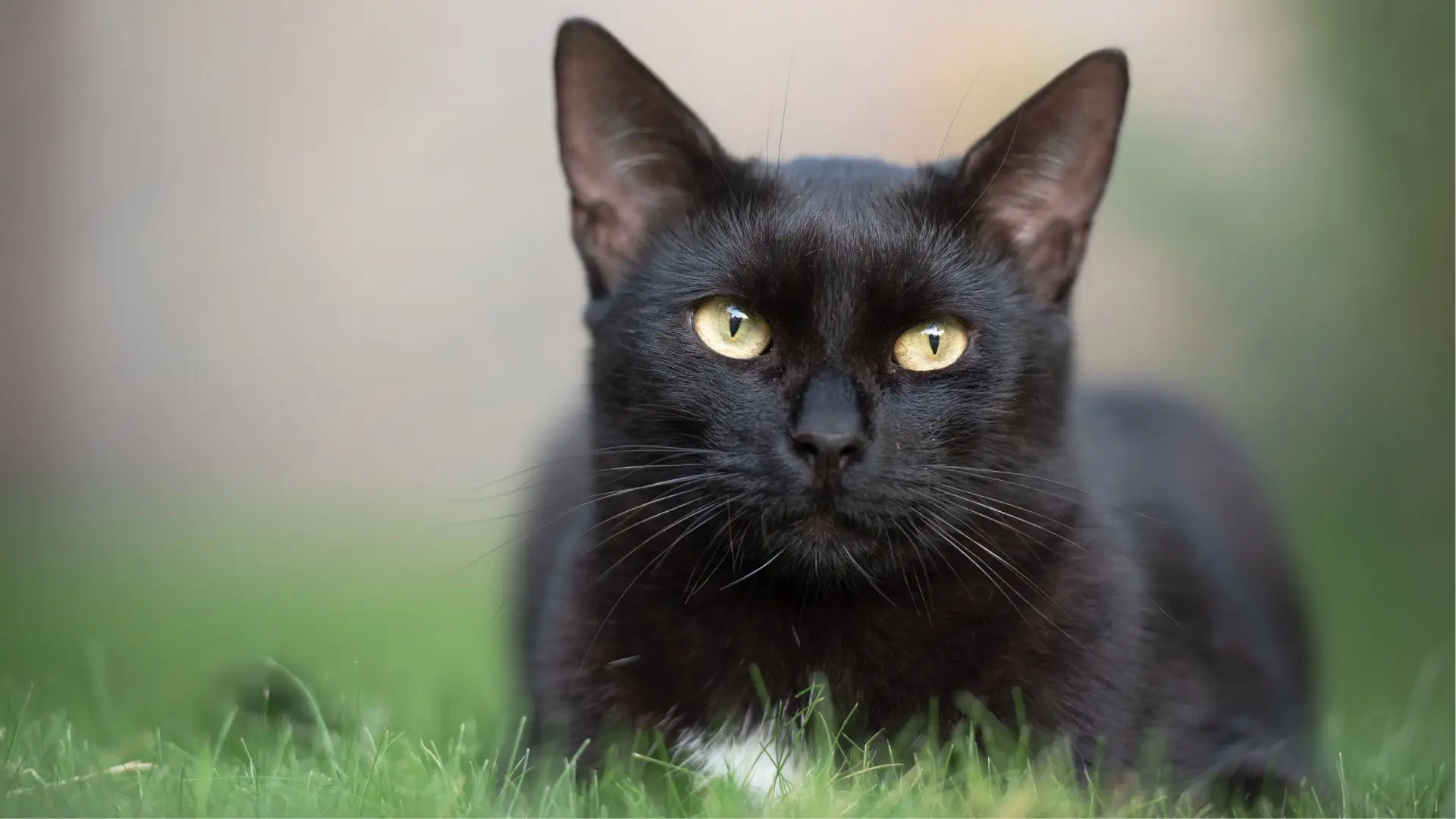 Provedoria dos Animais de Lisboa cria "Botão de Socorro Animal"