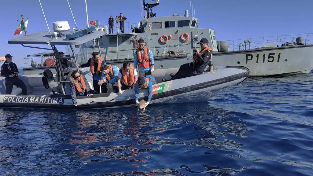 Tartarugas Ulisses e Umiko regressam ao mar com ajuda do Zoomarine e da Marinha
