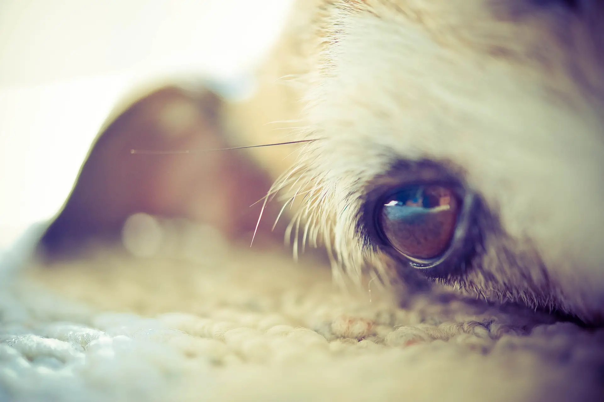 A lição de Finney, o cão que arriscou a vida para proteger o corpo do dono