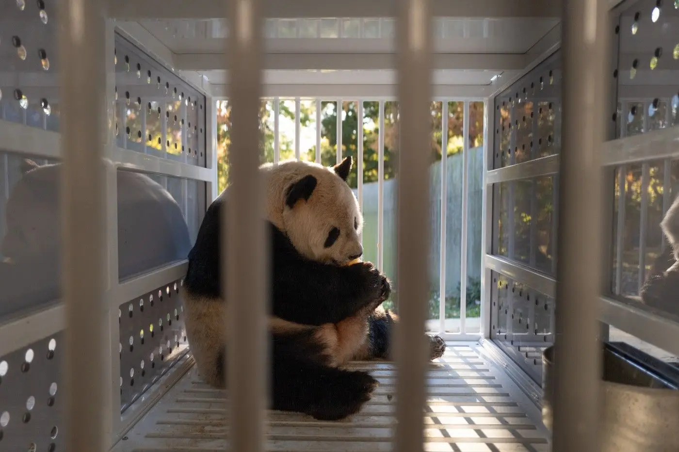 O panda gigante Tian Tian antes de partir do Instituto Nacional de Zoologia e Biologia da Conservação do Smithsonian