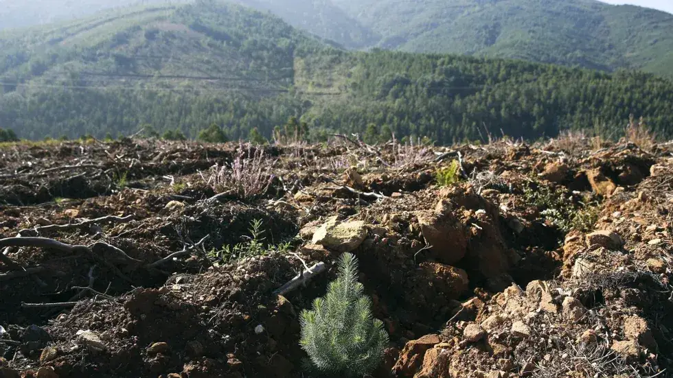 Pinturas rupestres descobertas num abrigo rochoso da Serra da Lousã