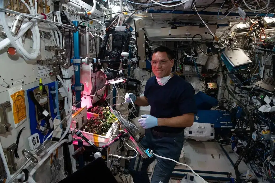 O astronauta Frank Rubio cuida das plantações de tomate na ISS no âmbito do estudo XROOTS de botânica no espaço.