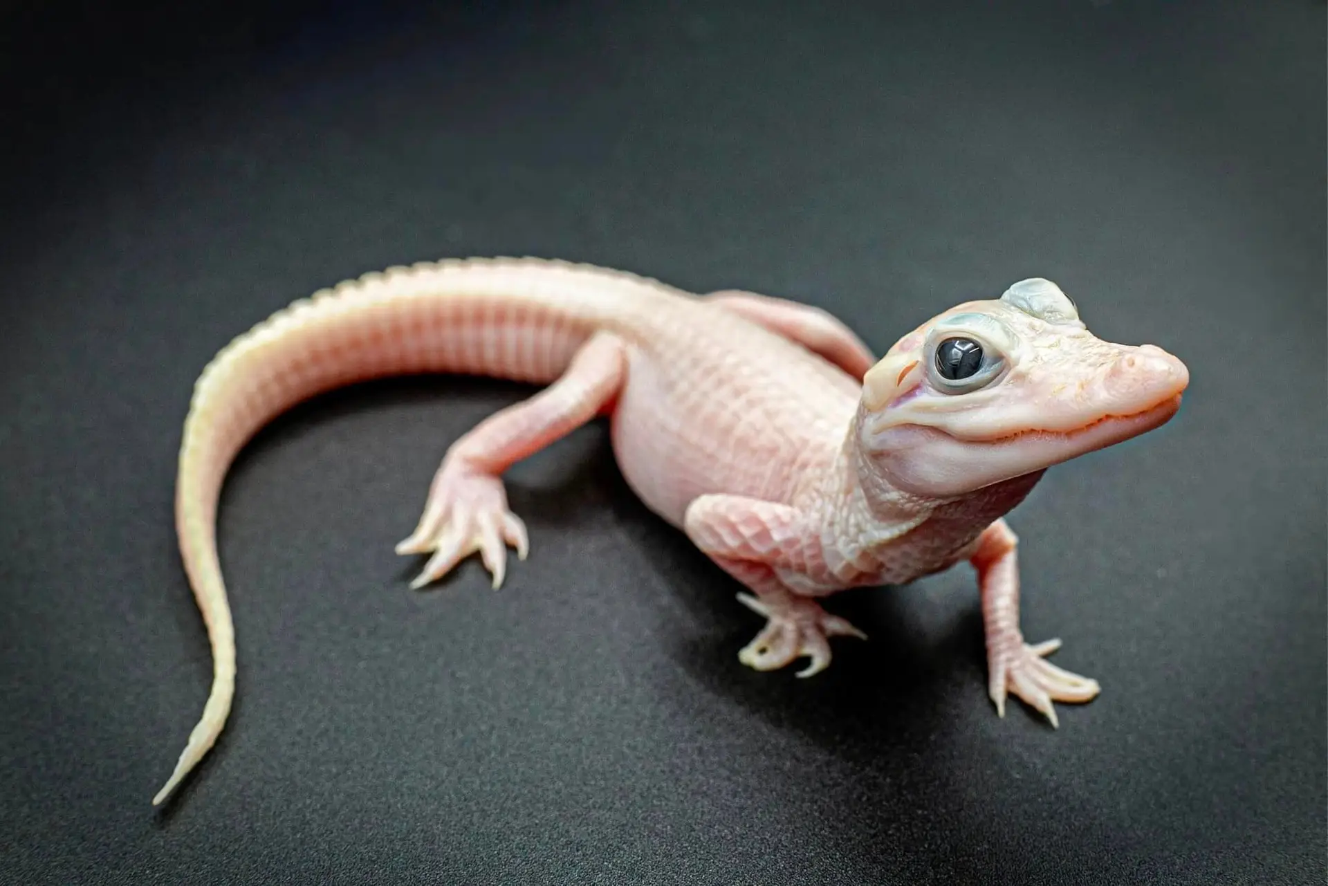 Parece albino, mas não é. Jacaré branco (extremamente) raro nasce na Flórida